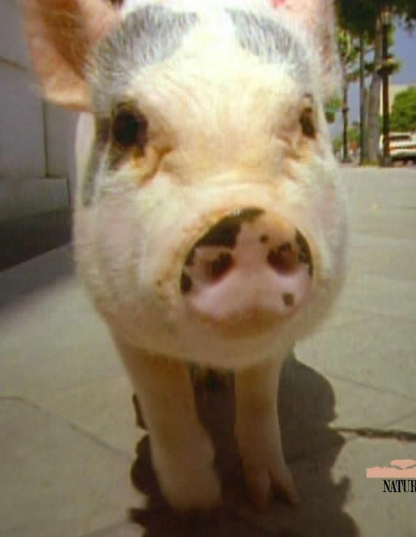 pig